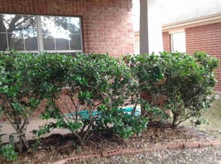 Assad B.'s Bush Trimming service result