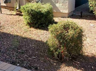 Kimlan B.'s Bush Trimming service result