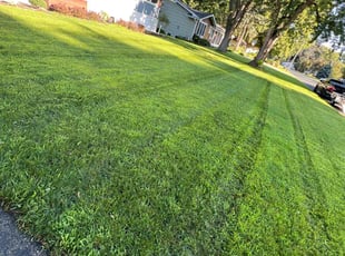 Allen G.'s lawn care service result