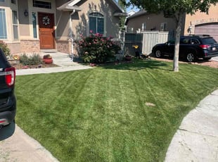Joe T.'s turf care service result