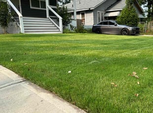 Russ L.'s grass maintenance service result