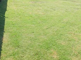Richard G.'s turf care service result