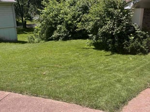 Dani G.'s lawn maintenance service result