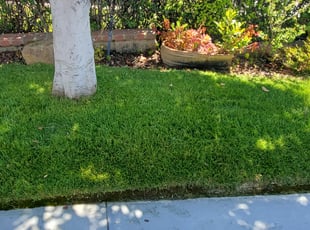 Amy Y.'s turf care service result