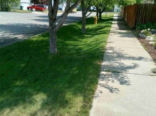 Anthony C.'s lawn care services service result