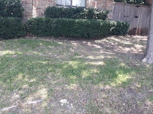 Ryan S.'s Bush Trimming service result