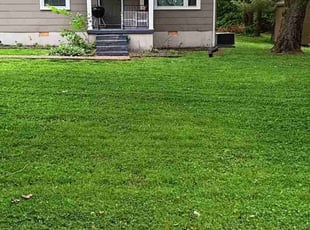 Luci G.'s turf maintenance service result