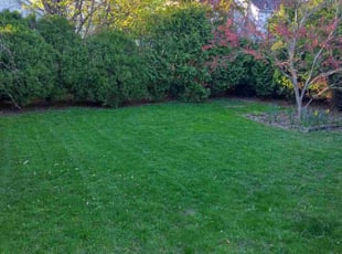 Mike R.'s grass maintenance service result