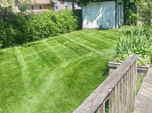 Dinnah D.'s grass cutting service result