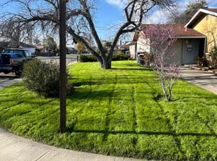 Miguel P.'s grass maintenance service result