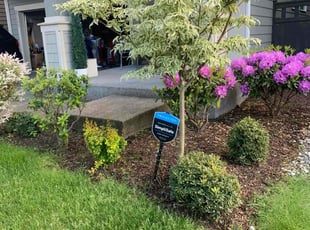 Najmah L.'s Bush Trimming service result