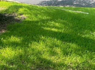 Charlotte T.'s grass cutting service result