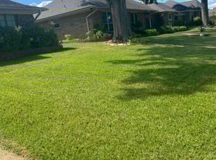 Giorgio R.'s lawn care service result