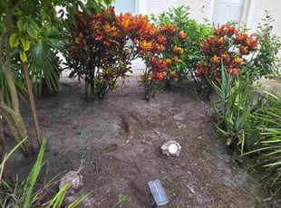 Anna S.'s lawn care service result