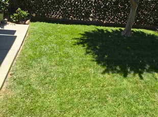 Kaitlin S.'s lawn maintenance service result