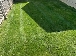 Kristeen D.'s lawn service service result