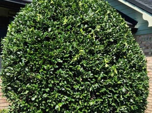 Harry H.'s Bush Trimming service result