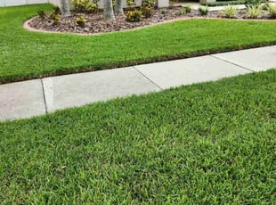 Carol B.'s grass cutting service result