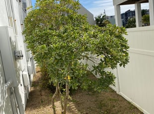 Jacqueline W.'s Bush Trimming service result