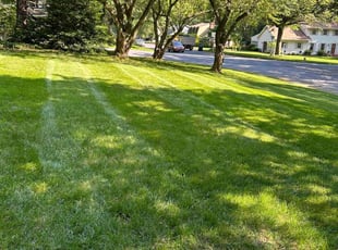 Troy H.'s lawn care service result
