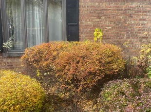 Susan M.'s Bush Trimming service result