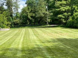 David S.'s grass cutting service result