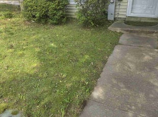 Lenora R.'s Bush Trimming service result