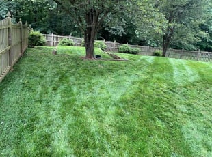 Sarah M.'s turf care service result