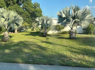 Antonette M.'s lawn service service result