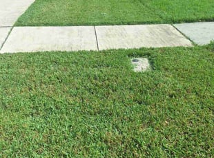 Tami H.'s turf maintenance service result