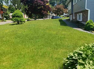 Lorraine T.'s turf care service result