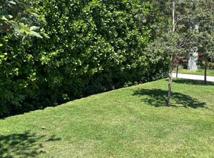 Kela W.'s turf maintenance service result
