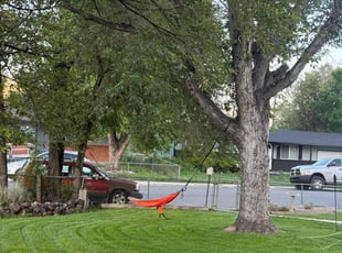 Elaine H.'s grass cutting service result