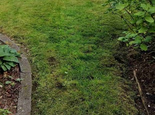 Elmer A.'s grass maintenance service result