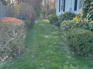 Tangina S.'s lawn service service result