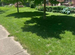 William D.'s grass cutting service result