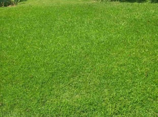 Angel S.'s Long Grass Cleanup service result