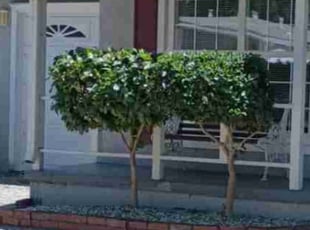 Fatu M.'s Bush Trimming service result