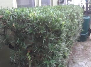 Mandy L.'s Bush Trimming service result