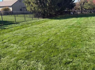 Olivia B.'s turf care service result