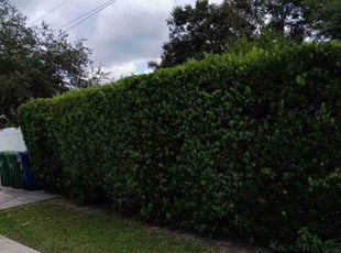 Kevin F.'s Bush Trimming service result