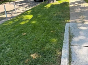 Roderick A.'s lawn maintenance service result
