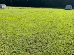 Lori R.'s grass maintenance service result