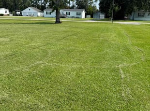 Afton T.'s grass maintenance service result