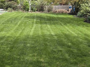 Rose G.'s lawn care services service result