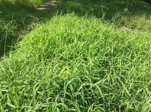 Michelle S.'s turf care service result
