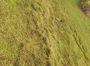 Darin F.'s lawn care services service result