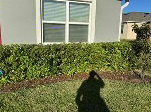 Sheri h.'s Bush Trimming service result