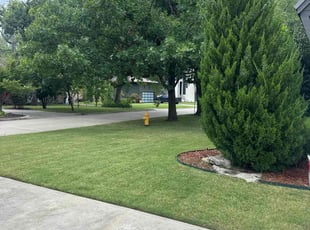 Sandy S.'s grass maintenance service result