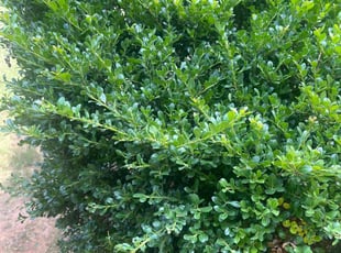 Brenda H.'s Bush Trimming service result